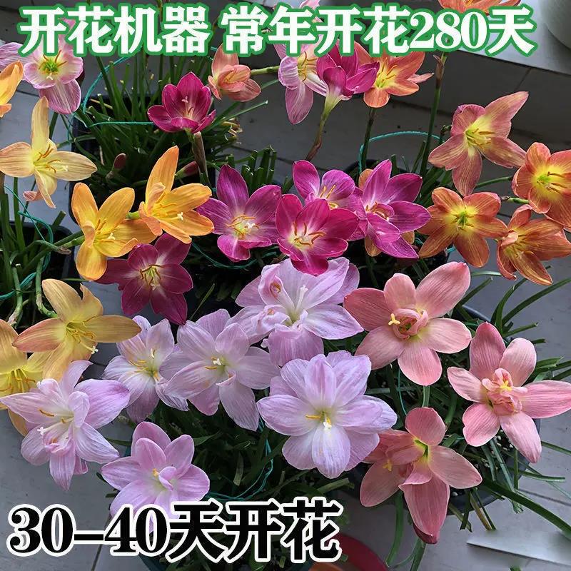 风雨兰种球四季开花浓香型重瓣葱兰韭兰盆栽室内阳台水培绿植花卉