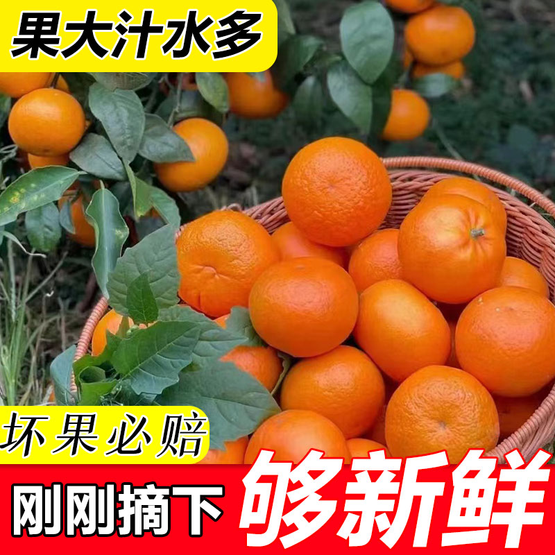 【新店半价】正宗广西武鸣沃柑3/5/9斤果园采摘皮薄多汁孕妇水果