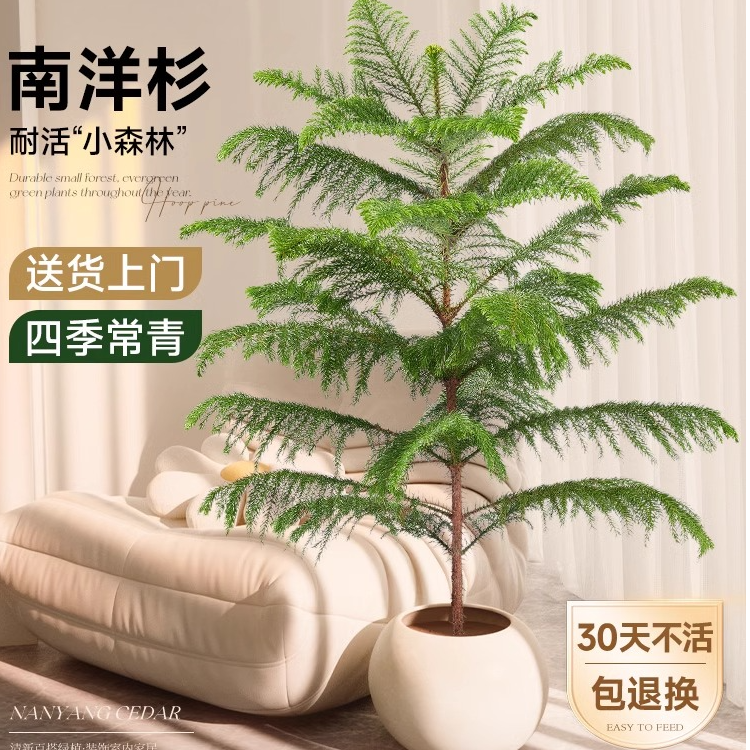 【圣诞树】南洋杉盆栽圣诞氛围感澳洲杉金边杉四季常青大型绿植室内