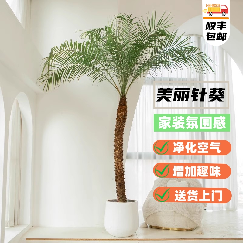 【原盆原土】美丽针葵网红植物客厅绿植大盆栽茶室盆景庭院绿化植物