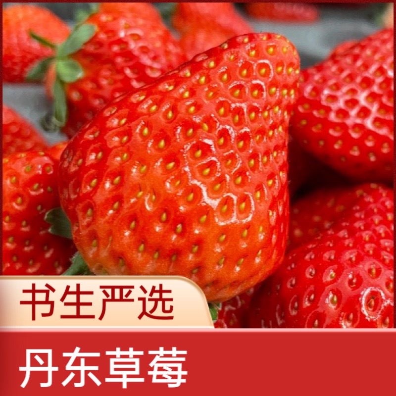 【世茂鲜果】2斤装丹东99草莓35+大果