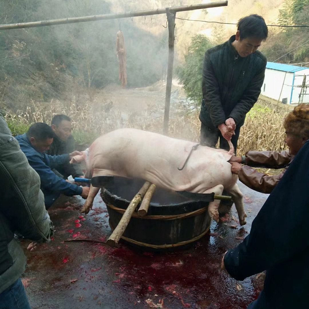 【直播现称现卖】陕南农家土猪肉陕西岚皋农村高山熟食喂养顺丰包邮