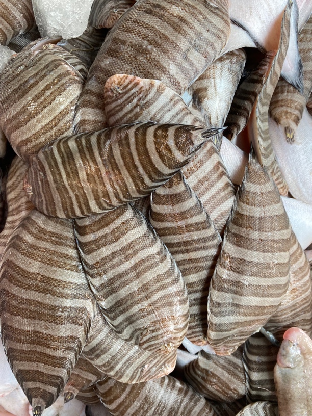 神泉港 虎舌 虎皮龙利 