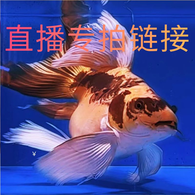 德系玛雅彩蝶 蝴蝶鲤 黑金  三花  重金属  黄金渔场直发活体饲养