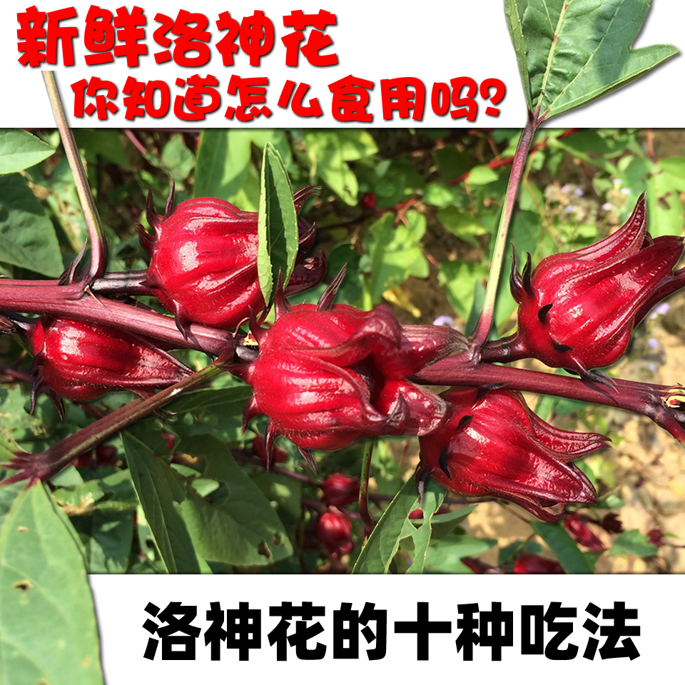 新鲜洛神花【新疆、青海、内蒙古、山西、甘肃、宁夏、吉林、辽宁、黑龙江】