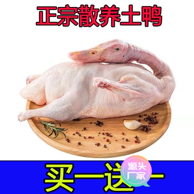 【甄选食料】买一送一鸭子新鲜鸭子活鸭子农家散养鸭白条鸭子冷冻