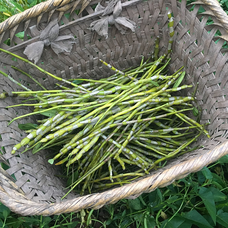 珍稀正宗赤水金钗石斛鲜条 现剪煲汤泡水泡酒苦味药材