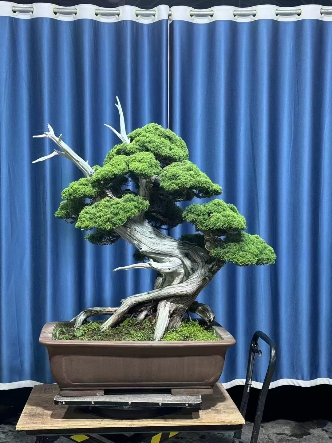 老桩济州真柏四季常青