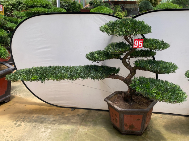 罗汉松造型树一物一拍