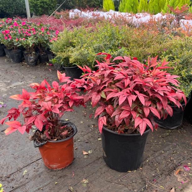 火焰南天竹红宝石暮光之城观叶庭院盆栽花园植物四季变色耐寒好养