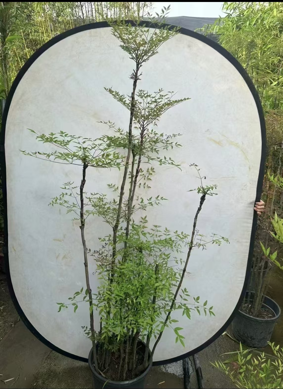 绿植直播一物一拍