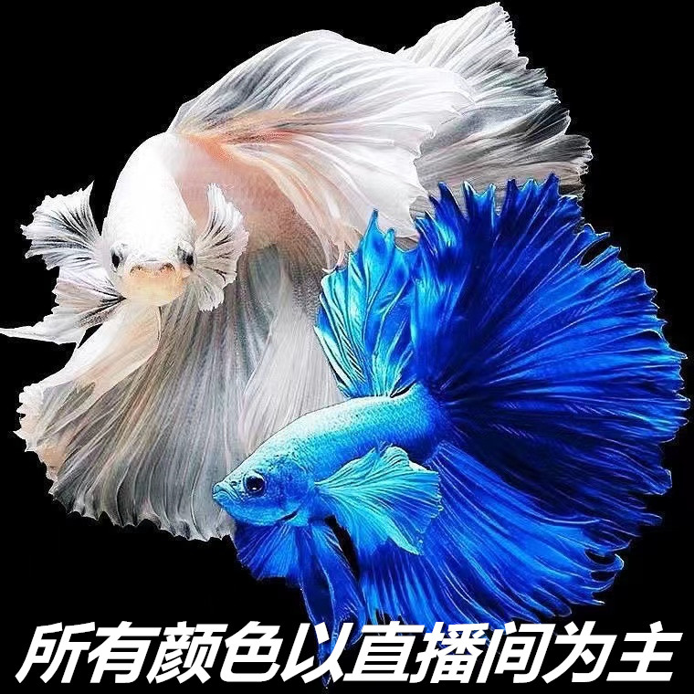 (097-144)精品泰国斗鱼热带小型观赏鱼半月婚纱斗鱼(直播间选鱼)