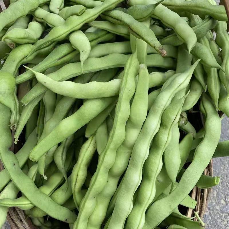 【现摘应季蔬菜】新鲜四季豆 300g
