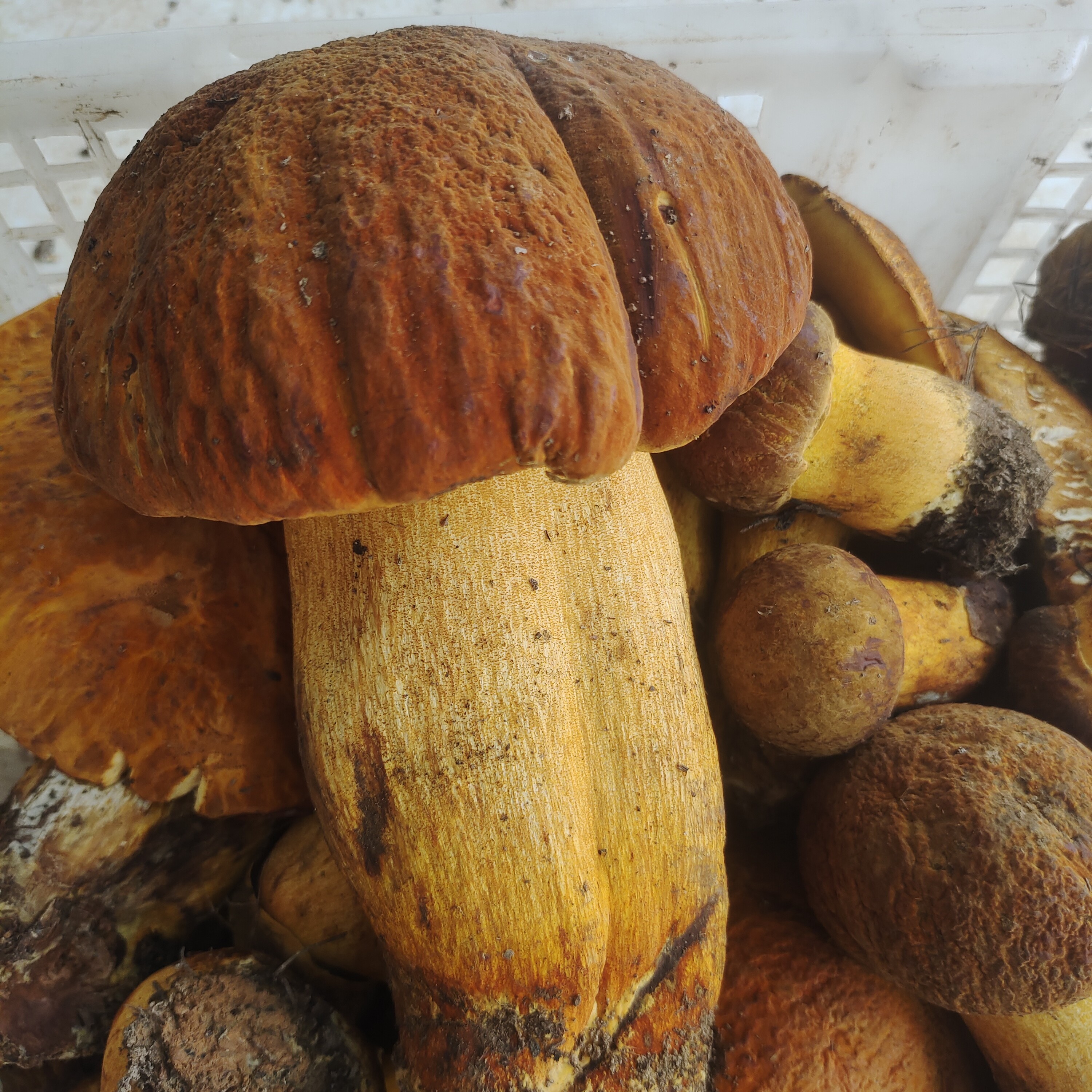 精品黄牛肝 黄赖头 黄大脚