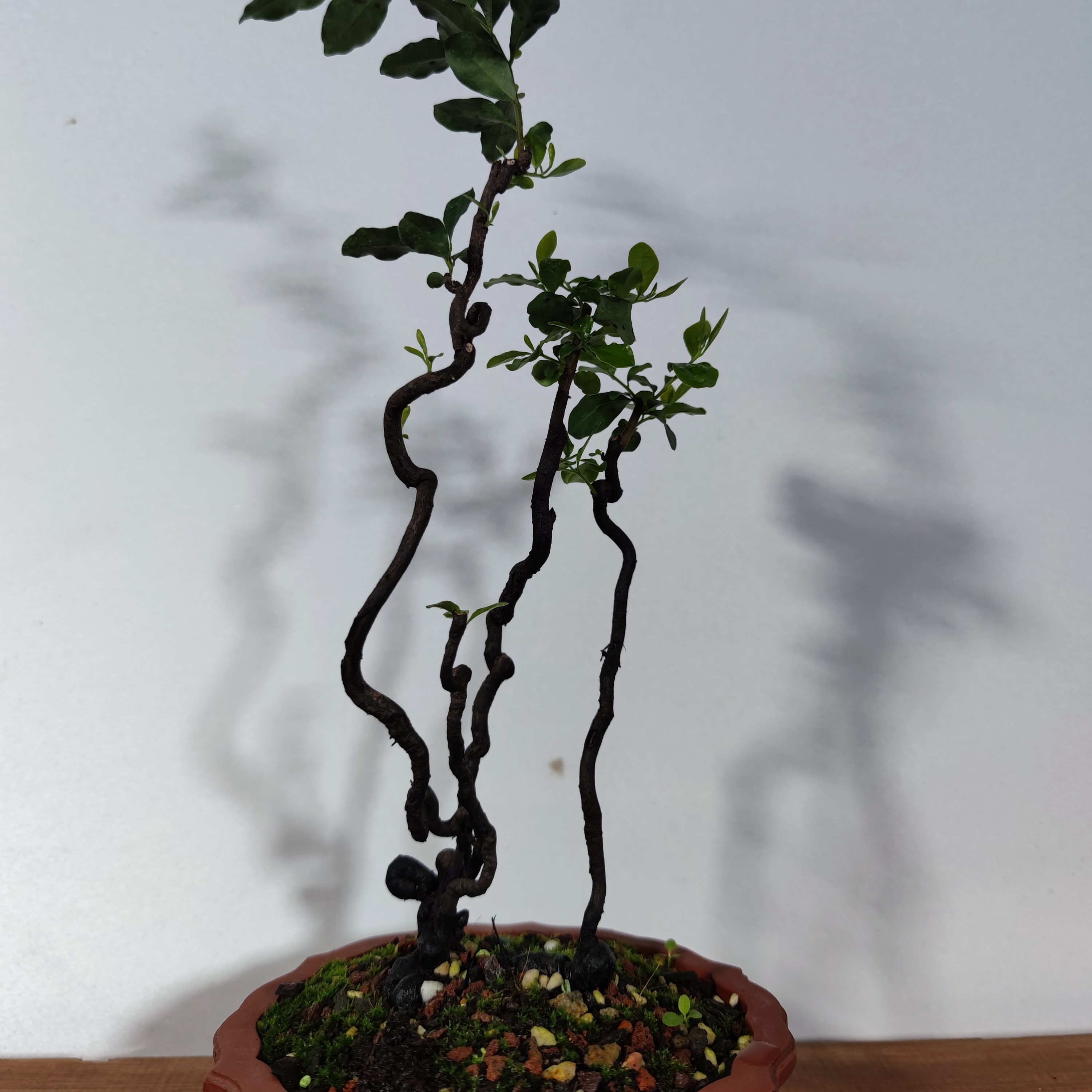 塑桩人金弹子盆景素材