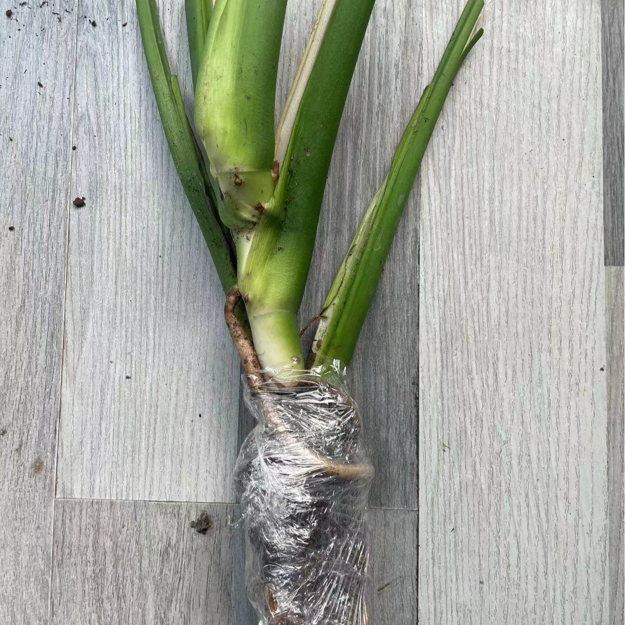 老桩龟背竹超长龟背竹水培水养盆栽室内客厅植物大叶办公室吸甲醛