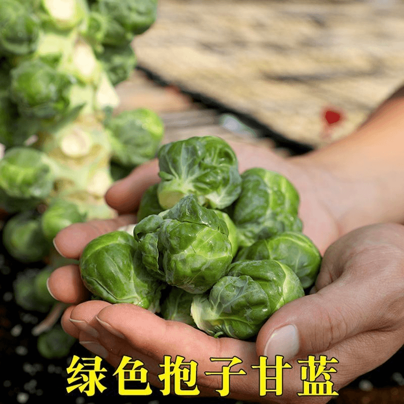 孢子甘蓝种子抱子甘蓝春秋季小型芽球包心菜阳台庭院四季播种简单