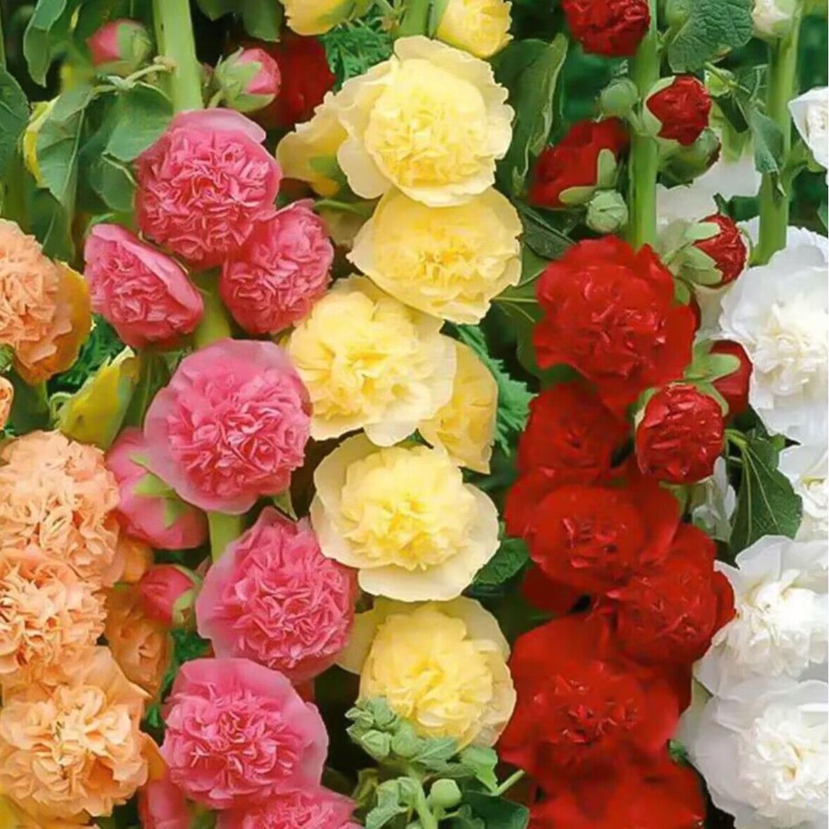 【重瓣蜀葵花】种籽子四季播种开花室外种植花园栽培花卉绿植盆栽