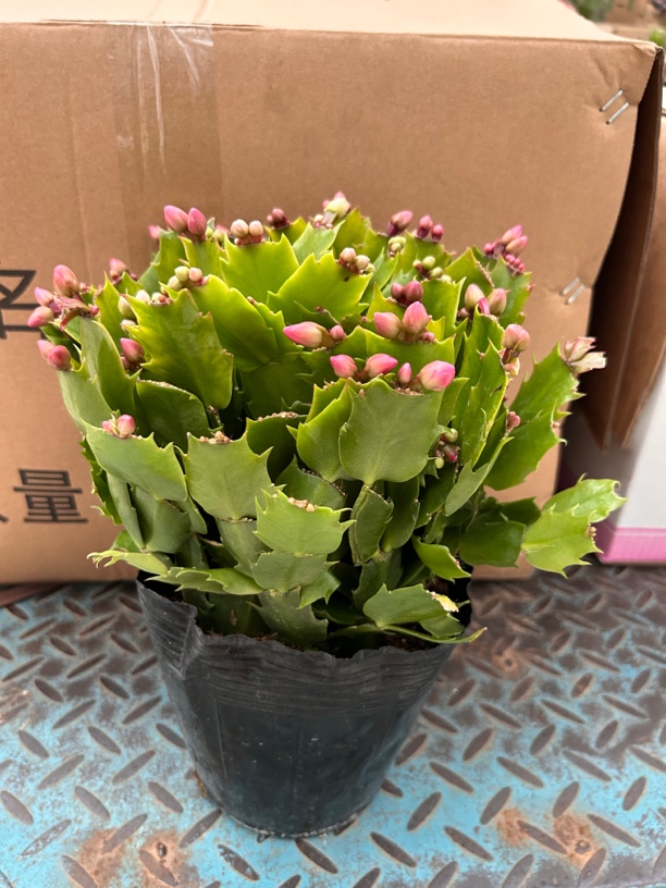 双色蟹爪兰室内开花植物