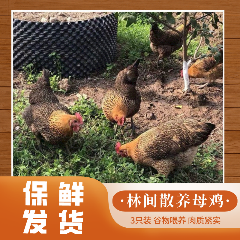 安徽合肥（买2只多给1只）共3只黄油老母鸡肉质紧实深山散养土鸡