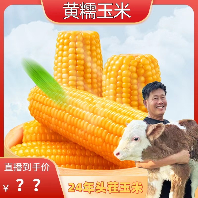 【24年头茬】甜糯玉米真空装黄糯玉米10根/箱六斤单根不低于240g