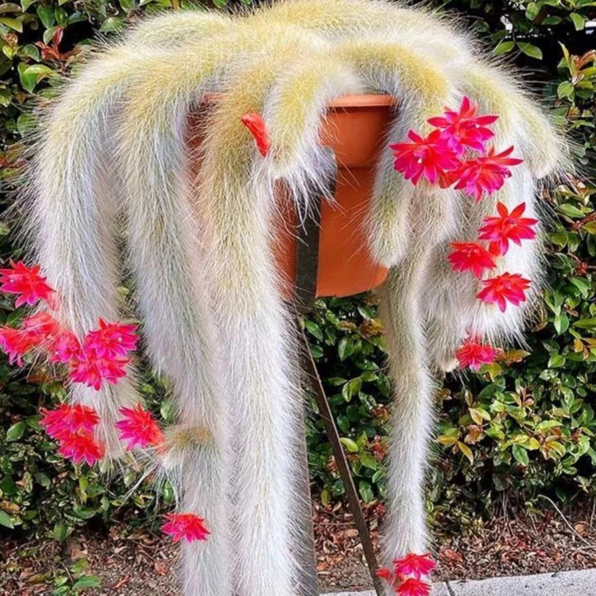 带花苞长毛白毛九尾狐裸根15厘米一颗