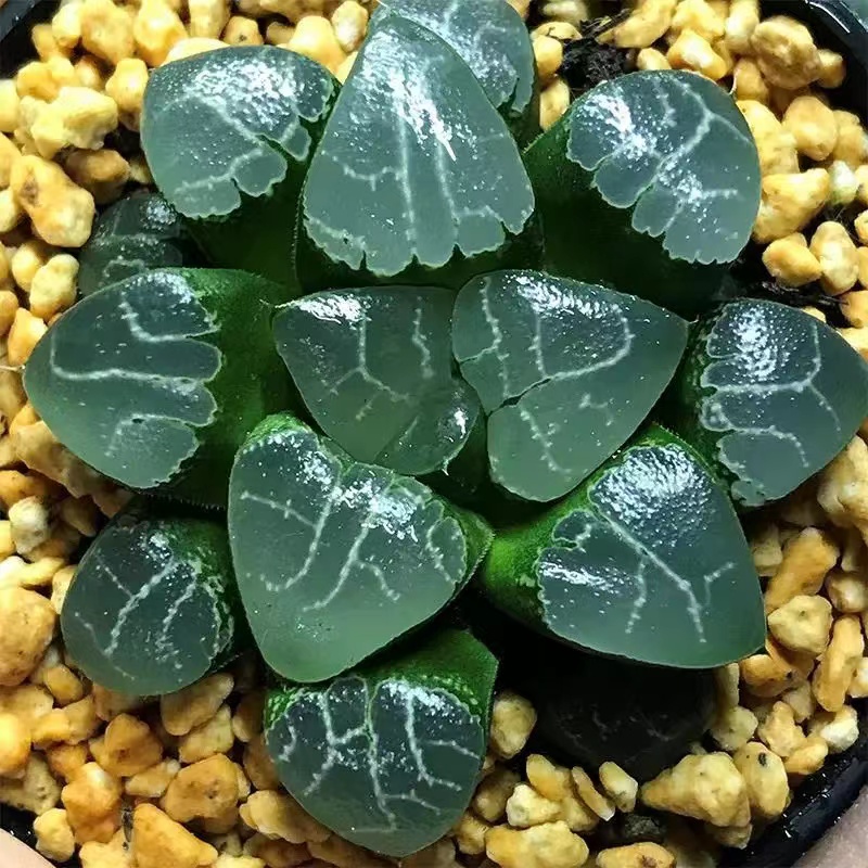 《凑满15包邮》月影寿玉露多肉植物-发货以直播间展示为准