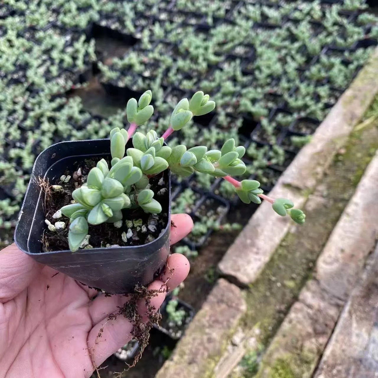 碧玉莲多肉植物裸根