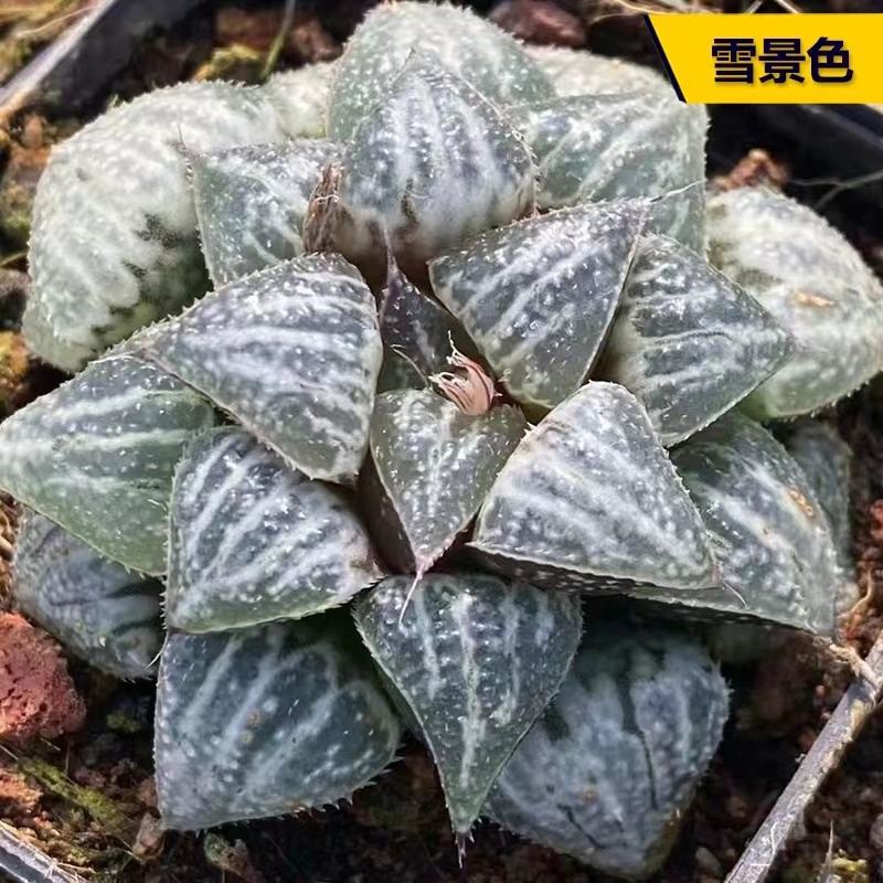 【凑满15包邮】雪景色双头多肉植物