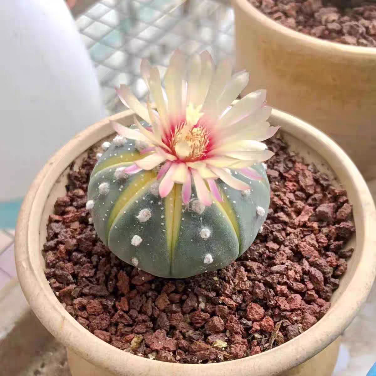 小南瓜仙人球多肉植物-凑满15包邮