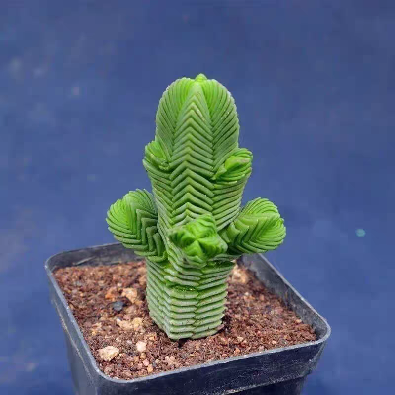 《满15包邮》小型达摩绿塔3个头多肉植物-发货以直播间展示为准