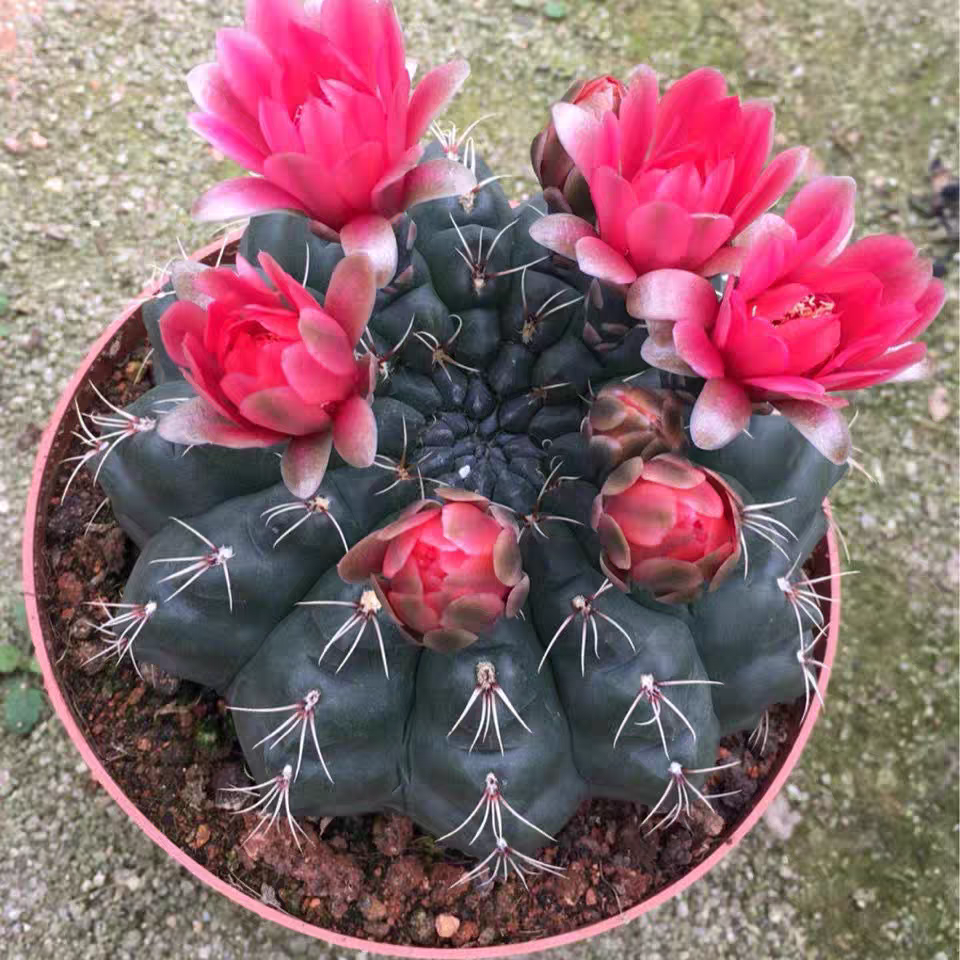 《凑满15包邮》绯花玉发货以直播间展示为准