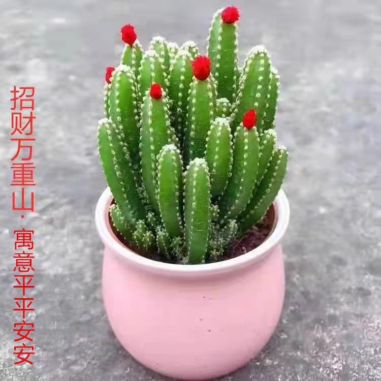 万重山仙人掌发货以直播间展示为准