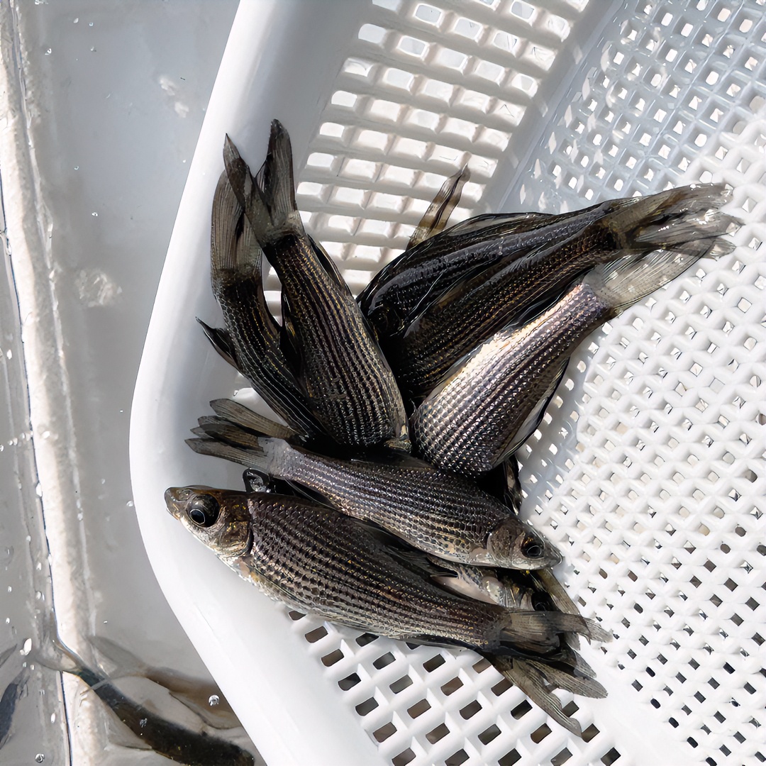 岩原鲤鱼苗黑鲤鱼墨鲤鱼淡水养殖观赏食用鱼苗