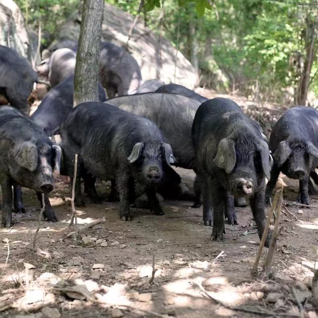 【现场称重2】大别山黑毛土猪腊肉生态慢养黑毛猪