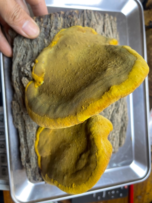 （臻道）秦岭天然野生桑树桑黄（直播间一物一拍已直播间为准）