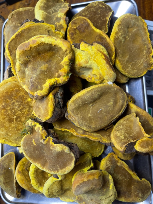 （臻道）秦岭天然野生桑树桑黄（如图250g）