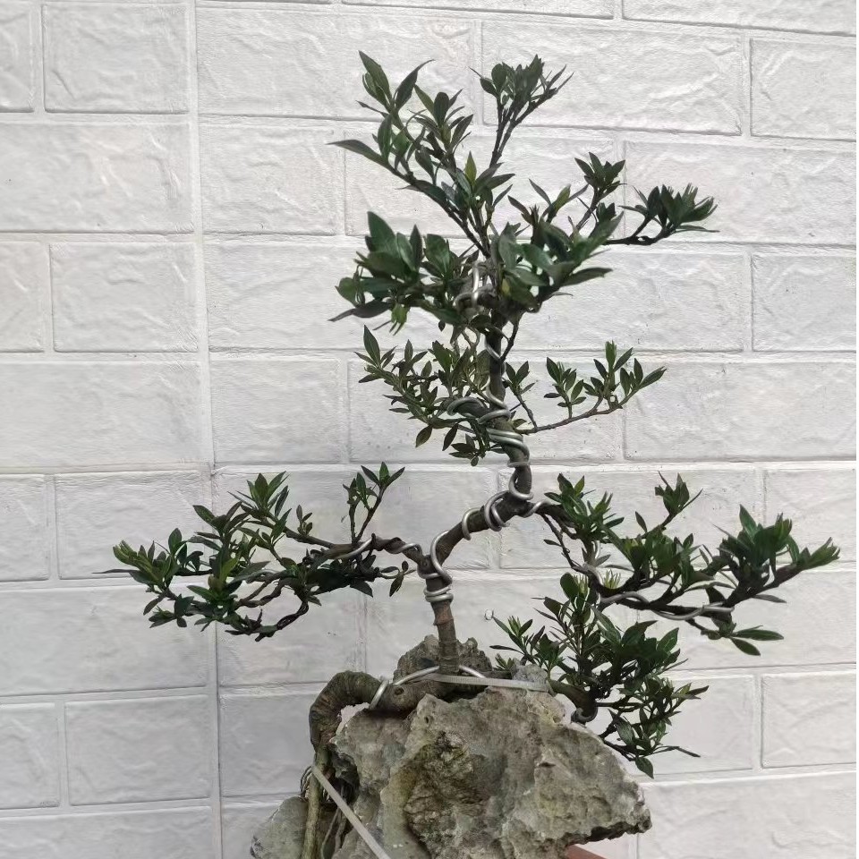 枪子花盆景造型罗汉松素材好种容易程活