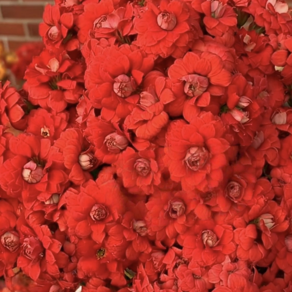 【红烛大花】长寿花带花苞四季开花花苗植物室内阳台花卉