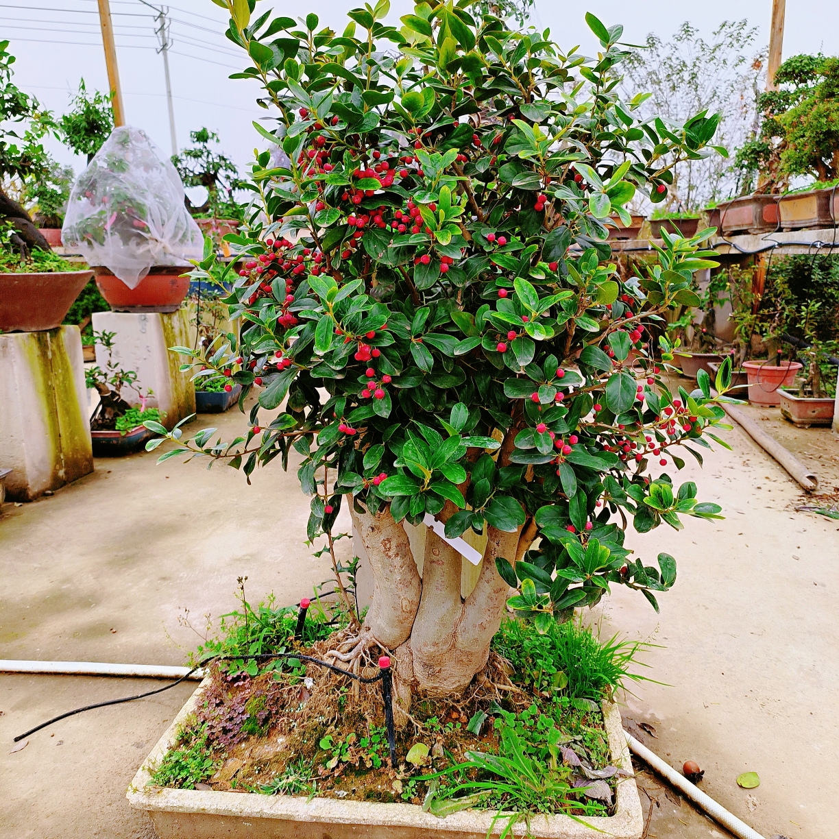 金玉满堂红红火火苟骨盆景高市早苗涉台最新表态