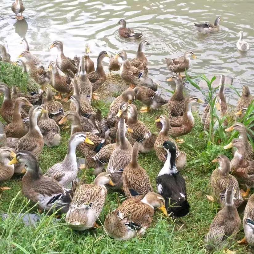 农村放养多年老鸭子纯粮喂养健康美味鹅鸭杀清远鸡