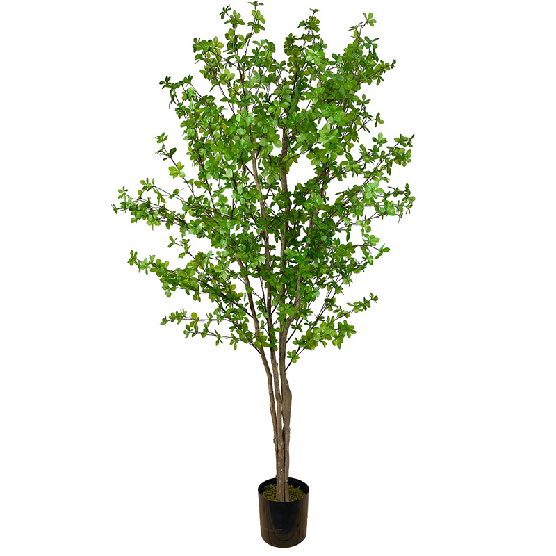 绿植一物一拍链接3