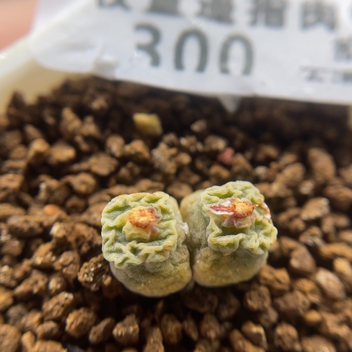 超级烧卖嘟嘟嘴，300号……1111111
