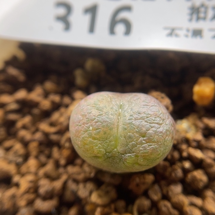 风铃杂，316号……11111111