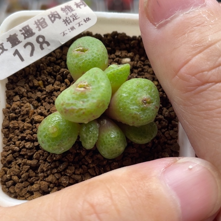 青团8头，128号……11111111