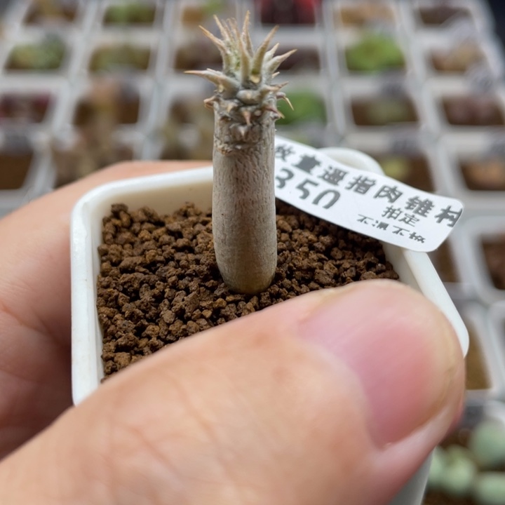 西巴女王，350号……11111111