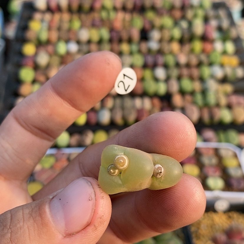 【闪购商品】21生石花