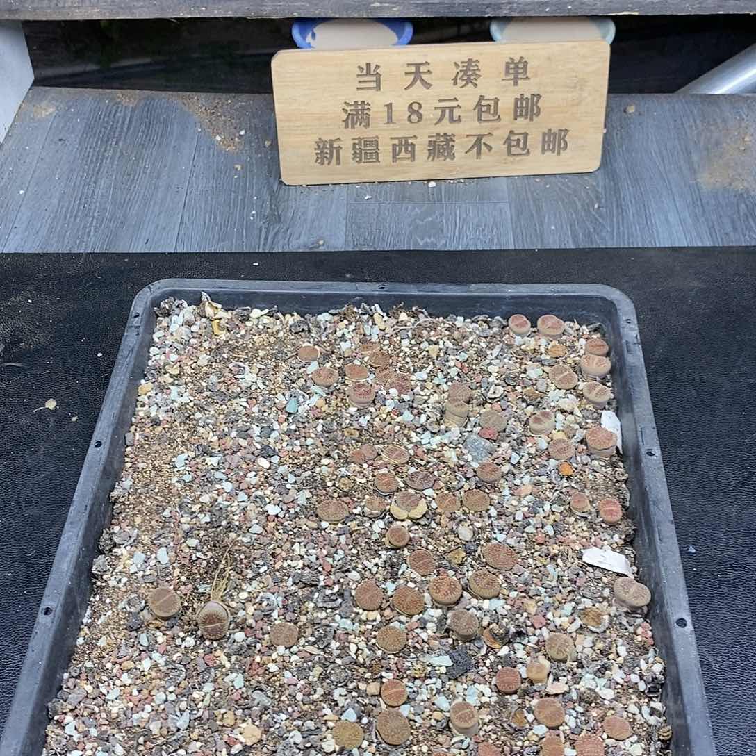 红陶20CM（含）-50CM（不含）31