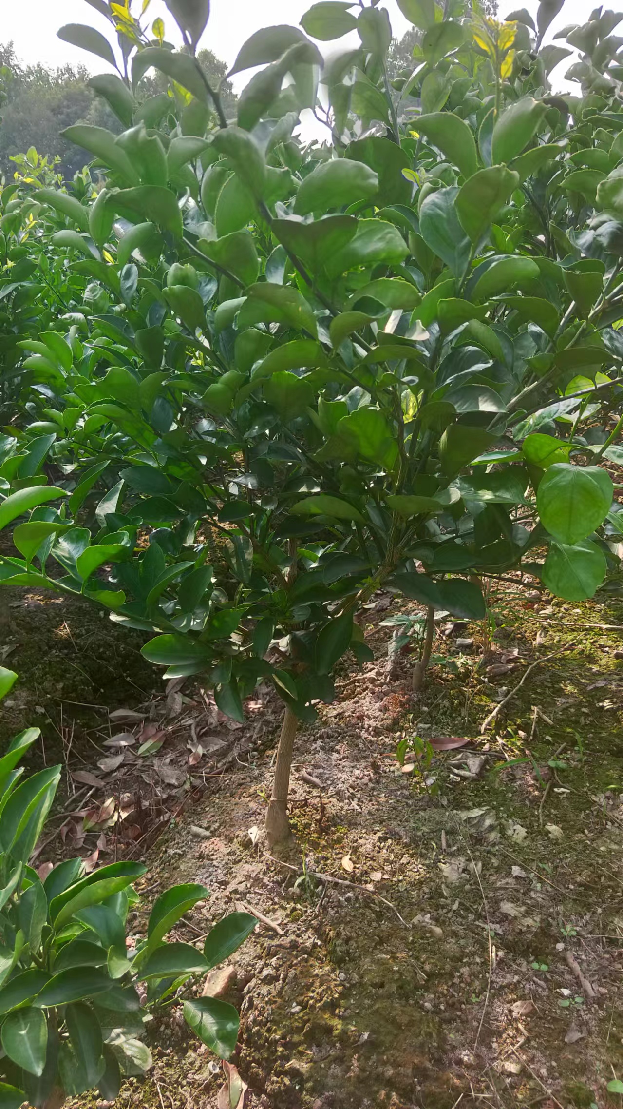 直播间（一物一拍）庭院盆栽地栽种