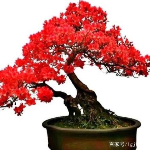 贵州映山红鸡血红盆景木本海棠植物盆栽绿植
